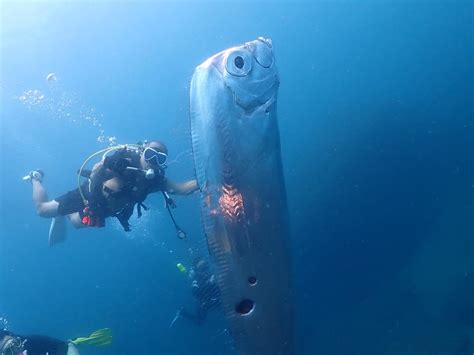 Oarfish .